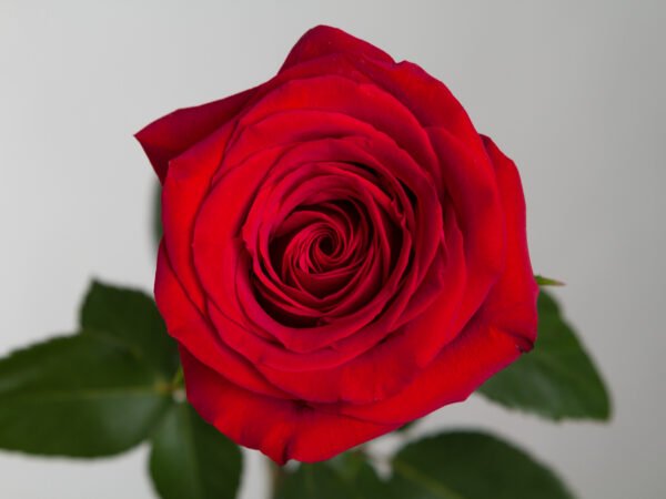 Flores exóticas: elegância, personalidade e impacto visual