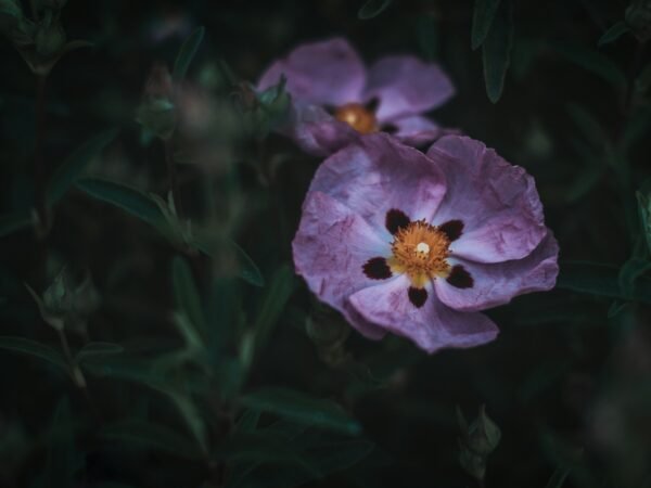 Floriculturas: por que o projeto AVCB é importante para a segurança e legalização do estabelecimento